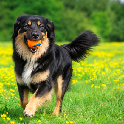 BBP® Interactive Dog Ball (3 Pack) 2500 ENTRIES